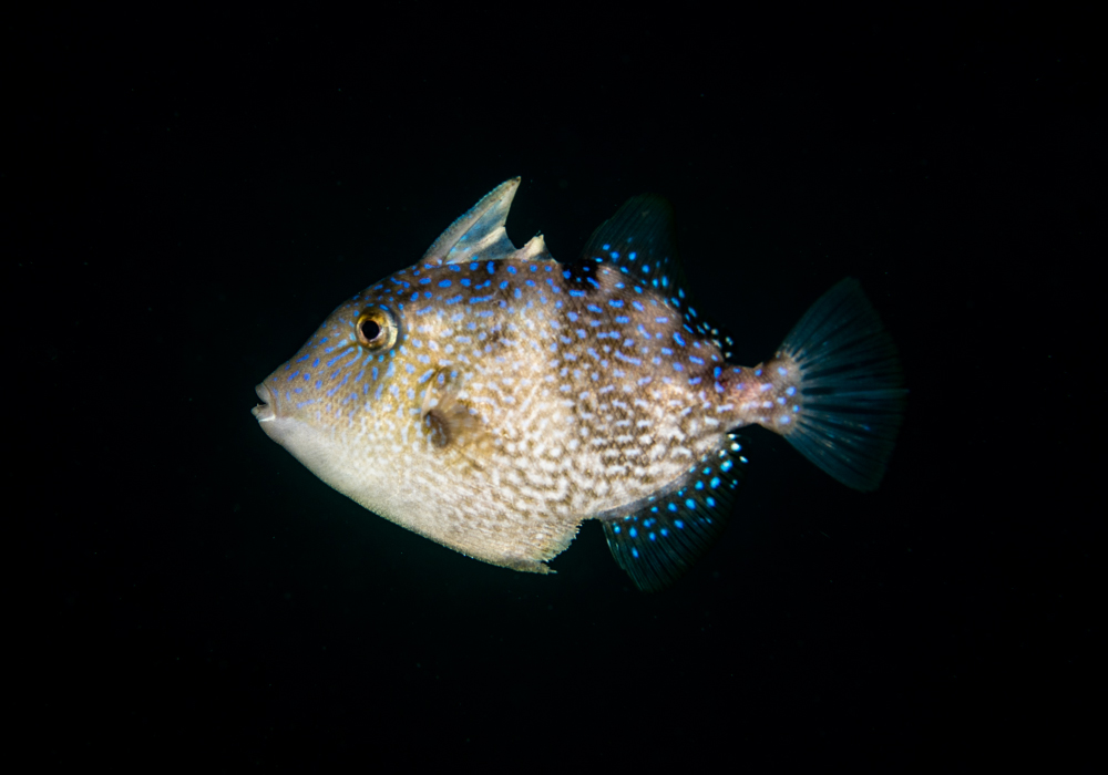 Juvenile Grey Triggerfish - OYFD