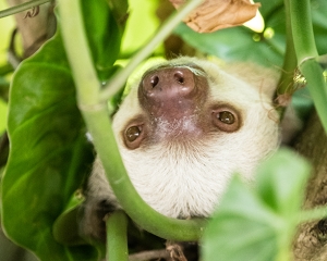 Two Toed Sloth