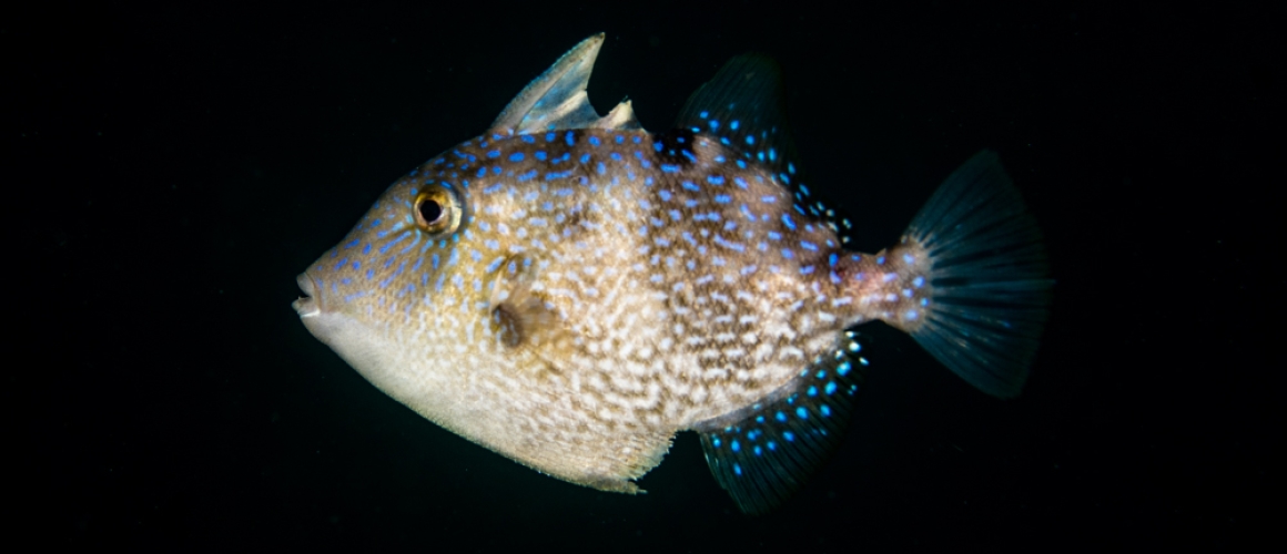 Juvenile Grey Triggerfish