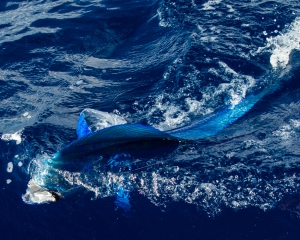 Dolphin